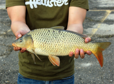 如何辨别鱼翅的真假 真鱼翅的功效