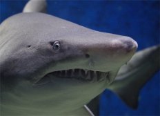 鱼翅要怎么泡发 鱼翅的泡发方法