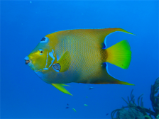 深海鱼油的功效与作用  深海鱼油的吃法