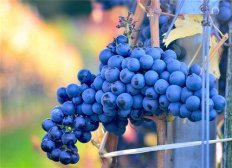 葡萄干的功效 孕妇可以吃葡萄干吗