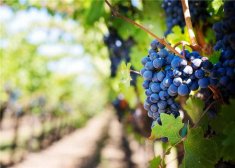 葡萄的养生功效 抗癌还能抗衰老