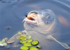 鲤鱼汤的做法 木瓜鲤鱼汤的做法