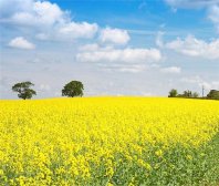 清明养生小妙招 中医养生有高招