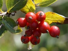 吃山楂上火吗 山楂千万别和它们同食