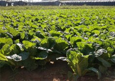 吃白菜的禁忌 想健康这样吃