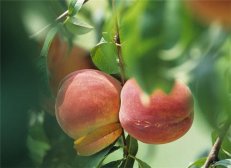 吃桃子上火吗 西瓜和桃子能一起吃吗