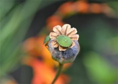 螺旋藻有什么功效 螺旋藻能长期服用吗