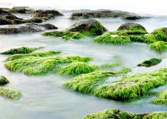 螺旋藻的保健功效 螺旋藻什么时候吃好