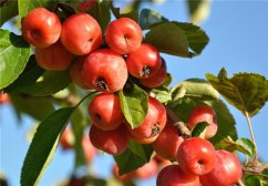 夏季减肥的最快方法 夏季减肥吃什么