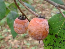 柿子不能和什么一起吃 柿子的禁忌