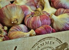 大蒜的功效作用 巧吃大蒜防病抗癌