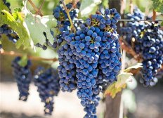 常吃葡萄有助健康