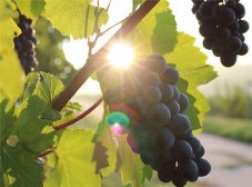 葡萄不仅养肝补肾还能抗衰老