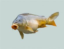 药膳养生：茯苓冬瓜鲤鱼汤健脾益气