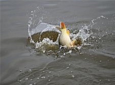 吃鲤鱼对增强记忆有好处