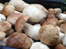 香菇炖鸡的做法 过年蘑菇可以这么吃