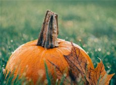 南瓜和什么食物相克 与南瓜相克的食物