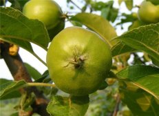 无花果叶子治疗痔疮偏方