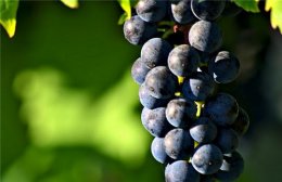 孕妇补血吃什么最好 葡萄补血效果好