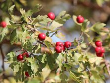 山楂的药用功效 山楂治好宋光宗爱妃怪病