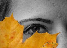 菟丝子泡茶功效 补肾养肝明目抗衰老