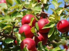 山楂泡水喝容易伤胃