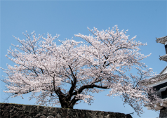 了解日本饮食文化 日本长寿的饮食习惯